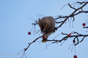 Waxwings. Cheltenham. 9th December 2012