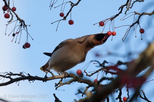 Waxwings. Cheltenham. 9th December 2012