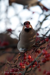 Waxwings. Cheltenham. 9th December 2012