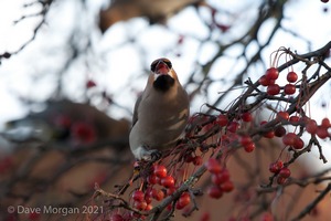 Waxwings. Cheltenham. 9th December 2012