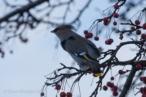 Waxwings. Cheltenham. 9th December 2012