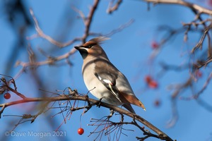 Waxwings. Cheltenham. 9th December 2012