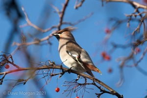 Waxwings. Cheltenham. 9th December 2012