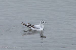 Cornish Trip. March 2017