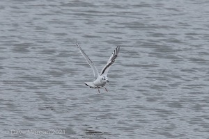 Cornish Trip. March 2017