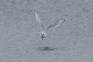 Cornish Trip. March 2017
