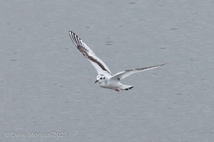 Cornish Trip. March 2017