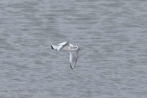 Cornish Trip. March 2017