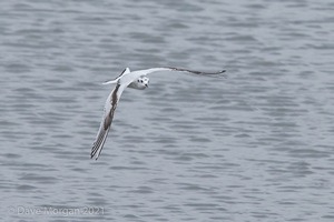 Cornish Trip. March 2017