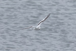 Cornish Trip. March 2017