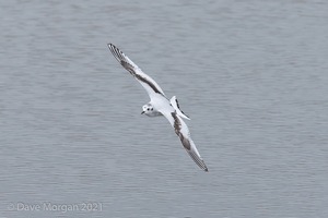 Cornish Trip. March 2017