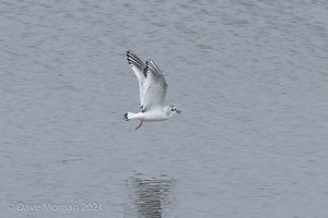 Cornish Trip. March 2017