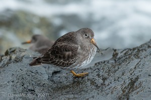 Cornish Trip. March 2017