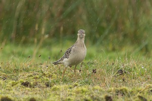 Cornish Trip. September 2017