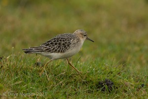 Cornish Trip. September 2017