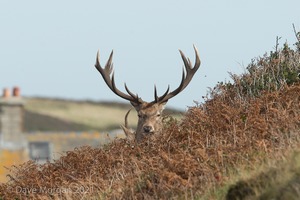 Cornish Trip. September 2017