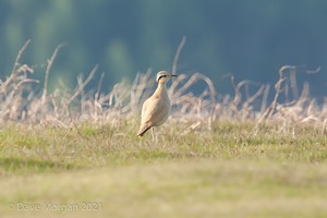 Cream-coloured Courser. Bradnor Hill Golf Course, Herefordshire. 22nd May 2012