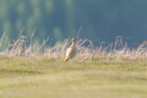 Cream-coloured Courser. Bradnor Hill Golf Course, Herefordshire. 22nd May 2012