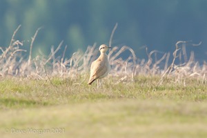 Cream-coloured Courser. Bradnor Hill Golf Course, Herefordshire. 22nd May 2012