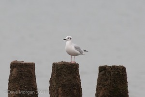 Bonaparte's Gull, Dawlish Warren, Devon. 17th November 2013