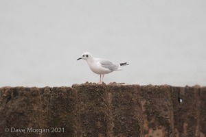 Bonaparte's Gull, Dawlish Warren, Devon. 17th November 2013