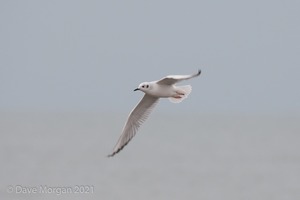 Bonaparte's Gull, Dawlish Warren, Devon. 17th November 2013