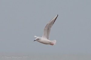 Bonaparte's Gull, Dawlish Warren, Devon. 17th November 2013