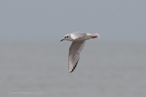 Bonaparte's Gull, Dawlish Warren, Devon. 17th November 2013
