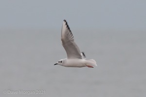 Bonaparte's Gull, Dawlish Warren, Devon. 17th November 2013