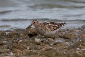 Pectoral Sandpiper. Draycote Water. 20th September 2009