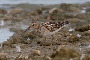 Pectoral Sandpiper. Draycote Water. 20th September 2009