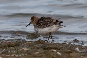 Pectoral Sandpiper. Draycote Water. 20th September 2009