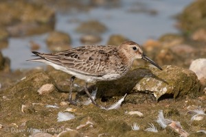 Pectoral Sandpiper. Draycote Water. 20th September 2009