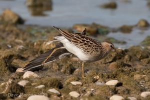 Pectoral Sandpiper. Draycote Water. 20th September 2009