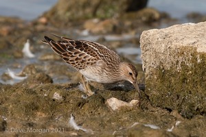 Pectoral Sandpiper. Draycote Water. 20th September 2009