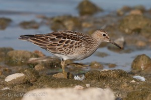 Pectoral Sandpiper. Draycote Water. 20th September 2009