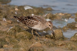 Pectoral Sandpiper. Draycote Water. 20th September 2009