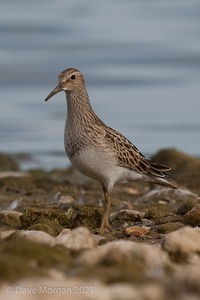 Pectoral Sandpiper. Draycote Water. 20th September 2009