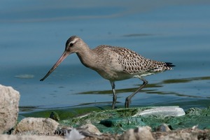 Pectoral Sandpiper. Draycote Water. 20th September 2009