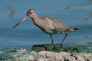 Pectoral Sandpiper. Draycote Water. 20th September 2009