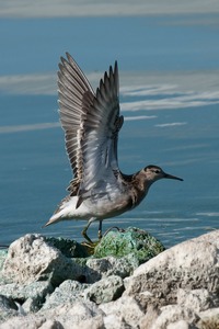 Pectoral Sandpiper. Draycote Water. 20th September 2009