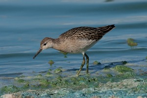 Pectoral Sandpiper. Draycote Water. 20th September 2009