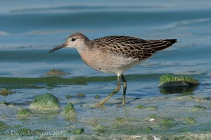 Pectoral Sandpiper. Draycote Water. 20th September 2009
