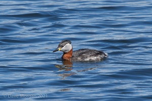 Farmoor Reservoir, 25th March 2016