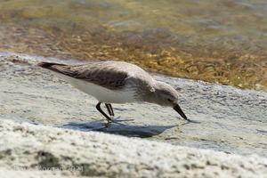 Farmoor Reservoir, 25th March 2016