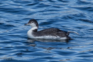 Farmoor Reservoir, 25th March 2016