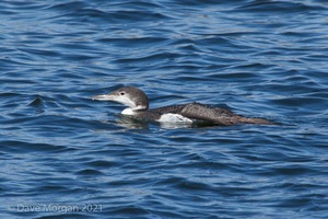 Farmoor Reservoir, 25th March 2016