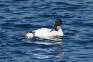 Farmoor Reservoir, 25th March 2016