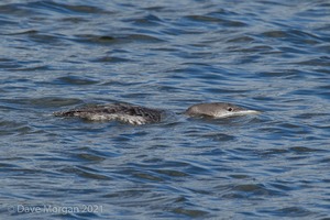 Farmoor Reservoir, 25th March 2016