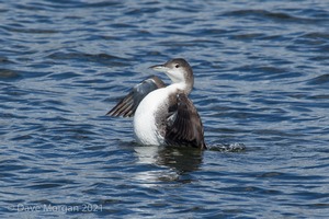 Farmoor Reservoir, 25th March 2016